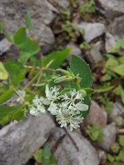Guardiola platyphylla