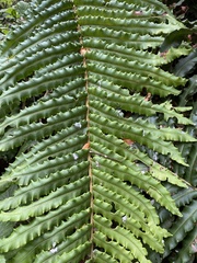 Blechnum chilense