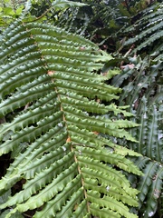 Blechnum chilense