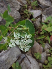 Guardiola platyphylla