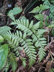 Dryopteris sparsa