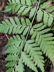 Dryopteris sparsa