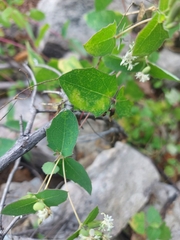 Guardiola platyphylla