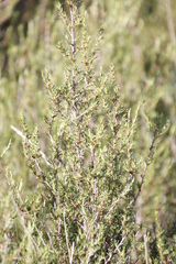 Cliffortia
