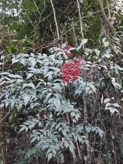 Nandina domestica