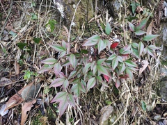 Nandina domestica