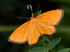 Idaea flaveolaria