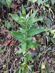 Sarcococca ruscifolia