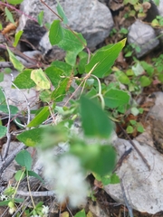 Guardiola platyphylla