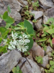 Guardiola platyphylla