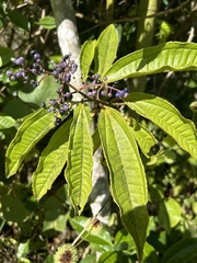 Miconia prasina