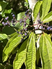 Miconia prasina