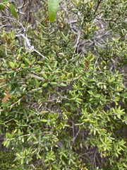 Myrceugenia rufa