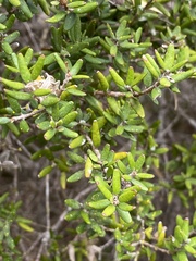 Myrceugenia rufa