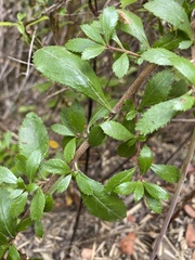 Escallonia rubra