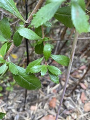 Escallonia rubra