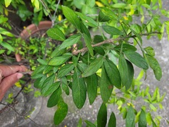Ohwia caudata