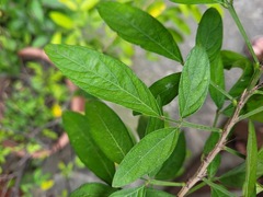 Ohwia caudata