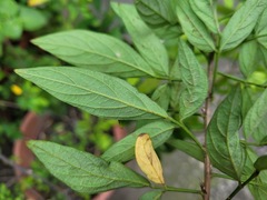 Ohwia caudata