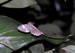 Amblychia hymenaria