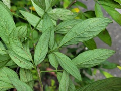 Ohwia caudata