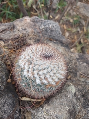 Mammillaria standleyi