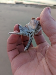 Siluriformes
