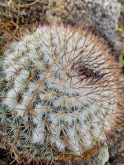 Mammillaria standleyi