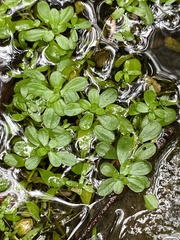 Callitriche