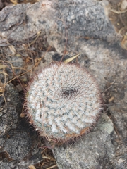 Mammillaria standleyi