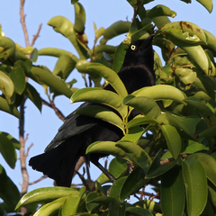 Quiscalus lugubris