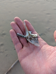 Siluriformes