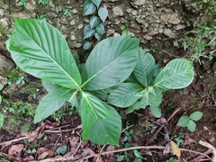 Neonauclea reticulata