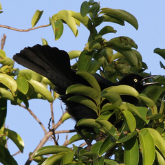Quiscalus lugubris