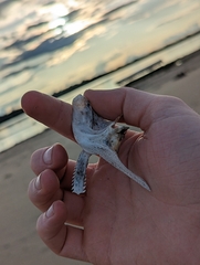 Siluriformes
