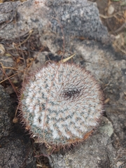 Mammillaria standleyi