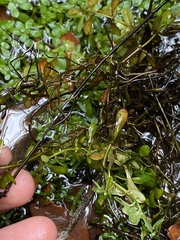 Callitriche