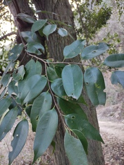 Castanopsis eyrei