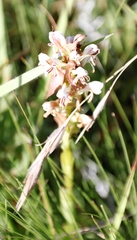 Satyrium cristatum