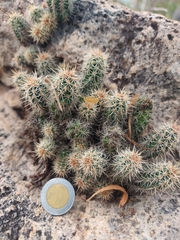 Echinocereus