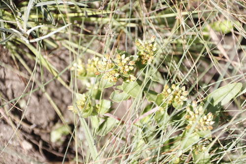 Crassula pellucida