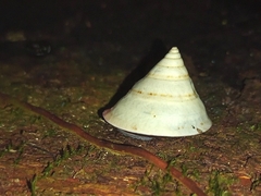 Oxychona maculata