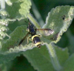 Chrysotoxum bicinctum