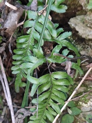 Pteris dispar