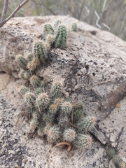 Echinocereus