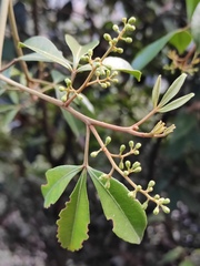 Zanthoxylum asiaticum