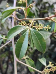 Zanthoxylum asiaticum