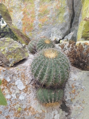 Ferocactus alamosanus