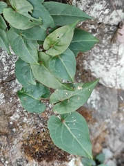 Reynoutria multiflora