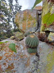 Ferocactus alamosanus